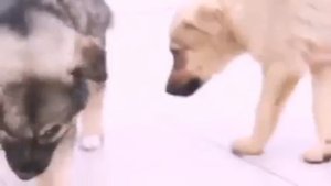 берегите животных