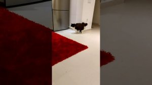 Как кошка привыкает к новым людям.