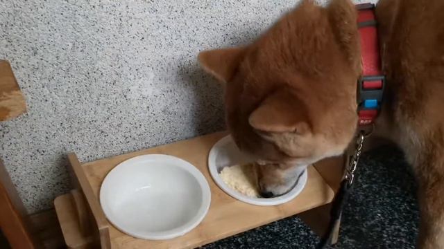 Сиба-ину Фоля. Борьба с омлетом. Siba inu. Fight against omelet.