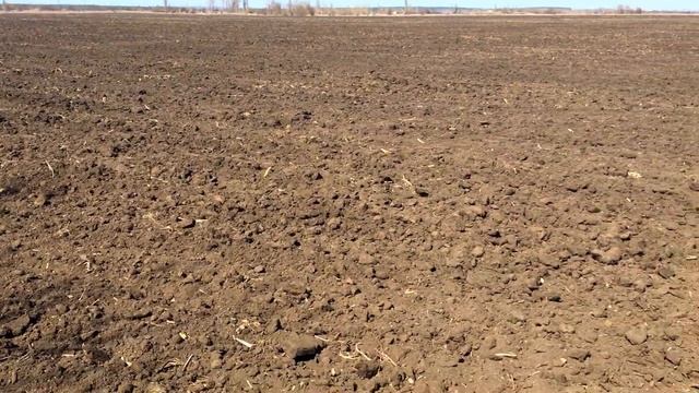 Выращивание арбузов. Выравниваем почву дисками.