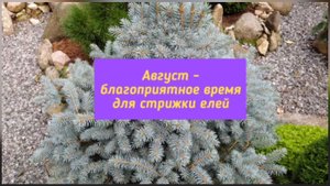Август - благоприятное время для стрижки елей.