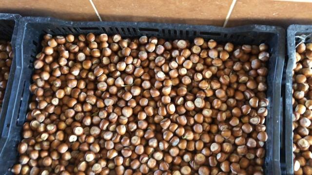 Фундук Трапезунд и сорт Озенбаш собираем урожай 2022 смотреть онлайн