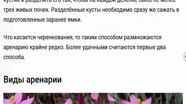 Аренария Песчанка