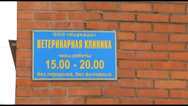 бездомные животные смотреть онлайн