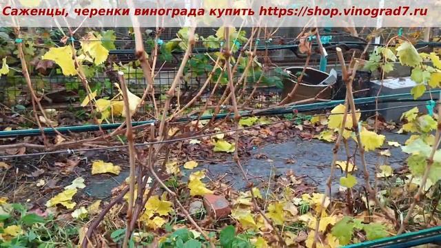 Приглашаю на осеннюю обрезку винограда - кордон, веерная формировка. Пузенко Наталья Лариасовна смотреть онлайн