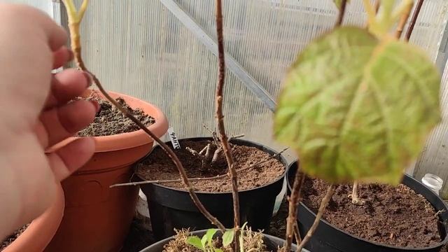 Дуболистная гортензия???Прошу помощи в обрезке ⁉️ смотреть онлайн