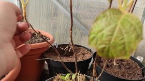 Дуболистная гортензия???Прошу помощи в обрезке ⁉️