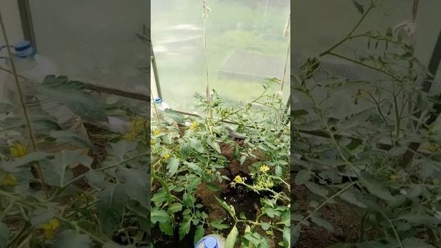 Улучшение микроклимата в теплице