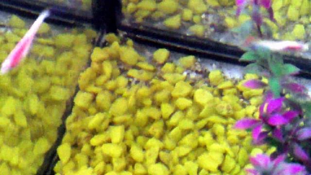 Panasonic v 760 аквариумные рыбки смотреть онлайн