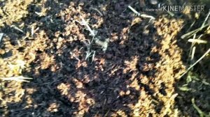 Дендробена. Заготовка бурта и заселение его коконами.