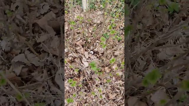 Как омолодить старый куст смородины смотреть онлайн