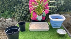 Подробная пересадка цимбидиума???