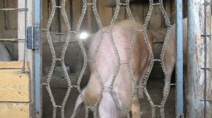 ПРИШЛА ПОРА КОЛОТЬ ПОРОСЁНКА.ПЛЮС ДВЕ ВЕЩИ УПРОЩАЮЩУЮ РАЗДЕЛКУ ПОРОСЕНКА.КАК РАЗДЕЛАТЬ ПОРОСЕНКА.