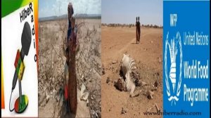 Hiber radio news analysis on Ethiopian famine Oct.2015