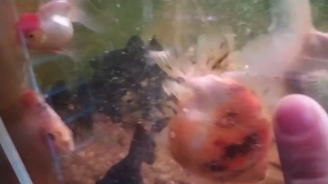 Впервые мечут икру ЧЕРНЫЕ ТЕЛЕСКОПЫ ! Как я стимулировал нерест ? Какой российский корм не покупайт смотреть онлайн