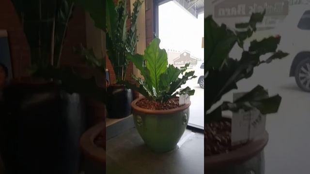 Plant finder(anthurium and philodendrons) смотреть онлайн