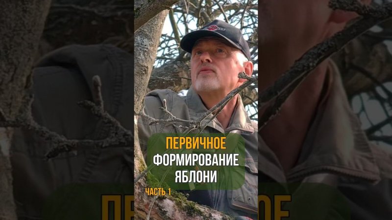 Первичное формирование яблони.