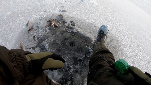 Поклевка с каждого заброса. Как ловить окуня по первому льду. Открытие сезона бешенный клев смотреть онлайн