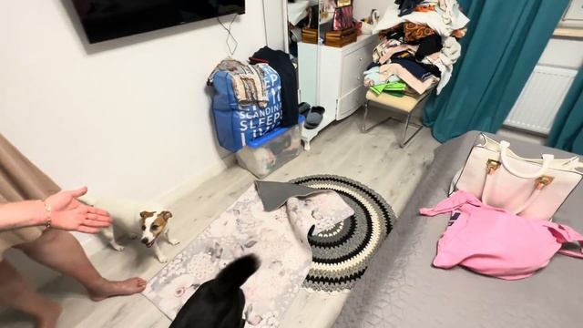 Папа заболел ? из за Декабристки ! Виноват Самвел! Посылка ? с дорожками смотреть онлайн