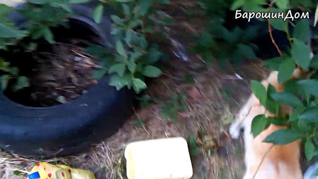 Вечер и утро. Рыжик и Симба. Тома и Барон де Уголек. А также Мамочка, Мисс МакДи, Черепашка и други смотреть онлайн