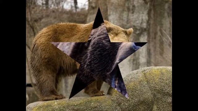 Чудесное животное МЕДВЕДЬ =))) смотреть онлайн