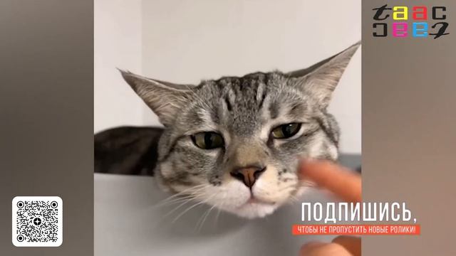 25 СМЕШНЫХ ФАКТОВ ПРО ЖИВОТНЫХ СНЯТЫХ НА КАМЕРУ! ПРОЙДИ ТЕСТ НА ПСИХИКУ. ПОПРОБУЙ НЕ ЗАСМЕЯТЬСЯ.