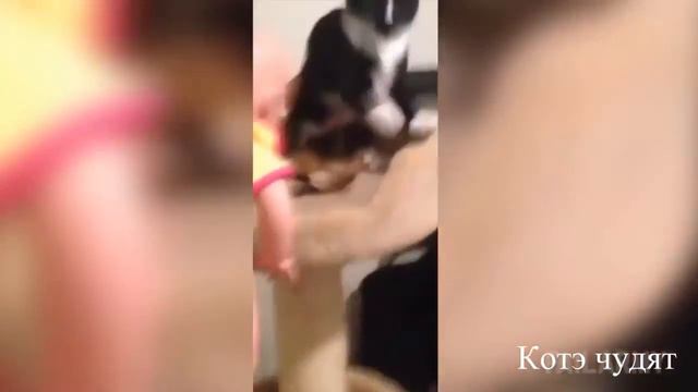 Безбашенные коты 2016 - смотреть до смеха. смотреть онлайн