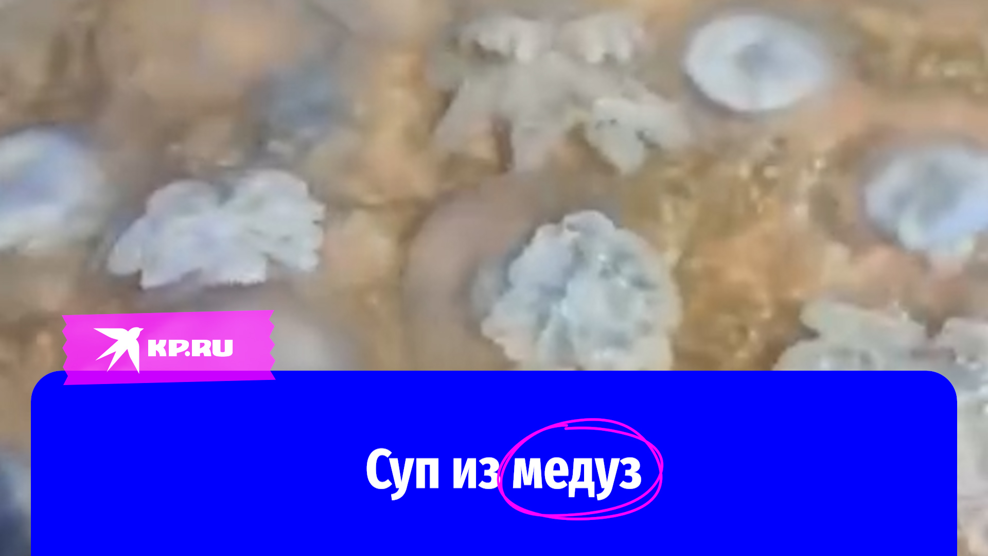 медузы азовское море