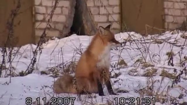 Лиса в городе. смотреть онлайн