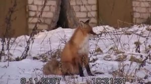 Лиса в городе.