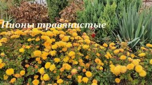 ИТО-пионы.В чем отличие.Уход,полив,обрезка,уход после обрезки.ИТО-пион Bartzella-солнышко в цветник