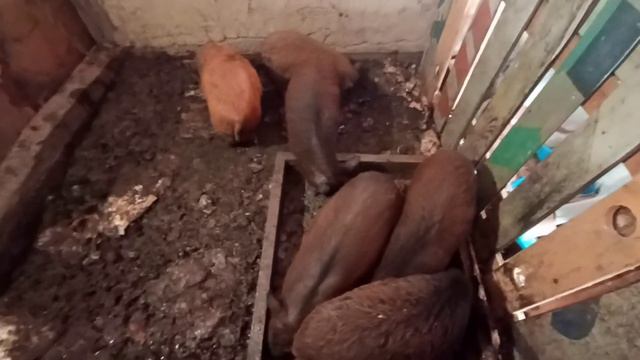 Поросята привыкают/У Машки начало пропадать молоко