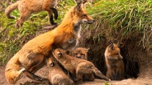 Животный мир Забайкальского края 3 выпуск