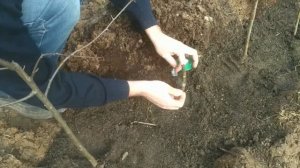 Прививка Яблони.Как Прививать Плодовые Деревья.Grafting an apple tree