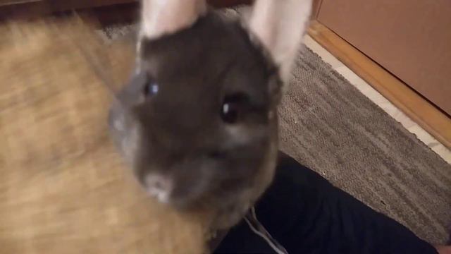 Шиншиллу чешут веником