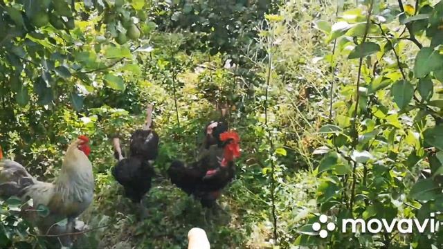 Утята и весь Птичий двор смотреть онлайн