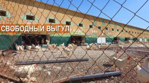 Куры на свободном выгуле. Содержание кур-несушек. Фермерское хозяйство Навасард-Агро.