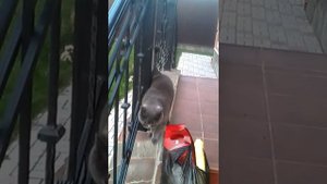 КОТ ОБОСРАЛСЯ СМОТРЕТЬ ДО КОНЦА!!!