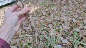 Обзор осенней посылки роз из питомника Звягинцевых. Отзыв.