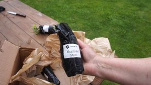 Почему я больше не буду заказывать флоксы по почте. Обзор посылки