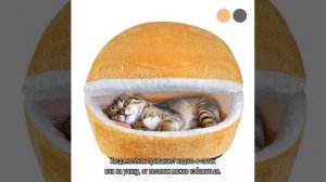 Как приучить кошку к домику и спать в нем