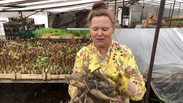 Делим клубни георгинов. смотреть онлайн