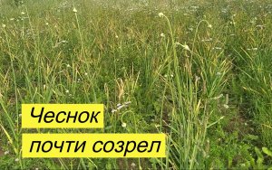 Чеснок "Комсомолец" почти созрел