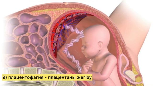 Плацентаның қызметі. Функция плаценты