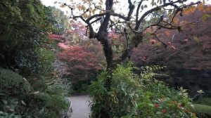 Moss and Wabi - Sabi Gardens in Kyoto