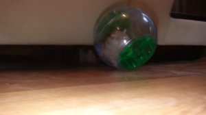 Хомяк бегает в шаре