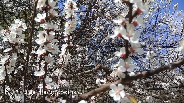 ЧТО ДЕЛАТЬ с прошлогодними освященными веточками вербы. Что нельзя делать. Традиции и приметы. смотреть онлайн