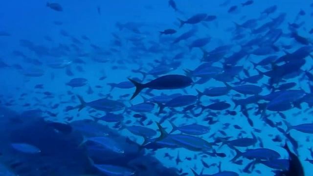 10 самых быстрых рыб в мире! смотреть онлайн