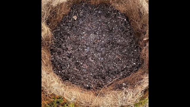 Planting Moss lined hanging baskets for Spring Intrest смотреть онлайн