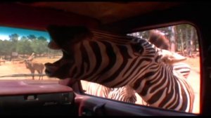 Safari Animals: Compilation